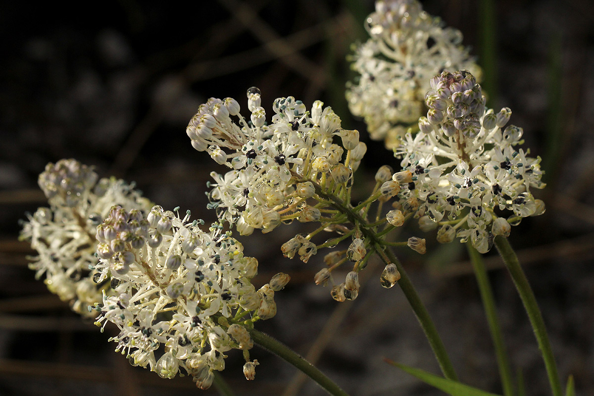 Schizocarphus nervosus Schizocarphus nervosus