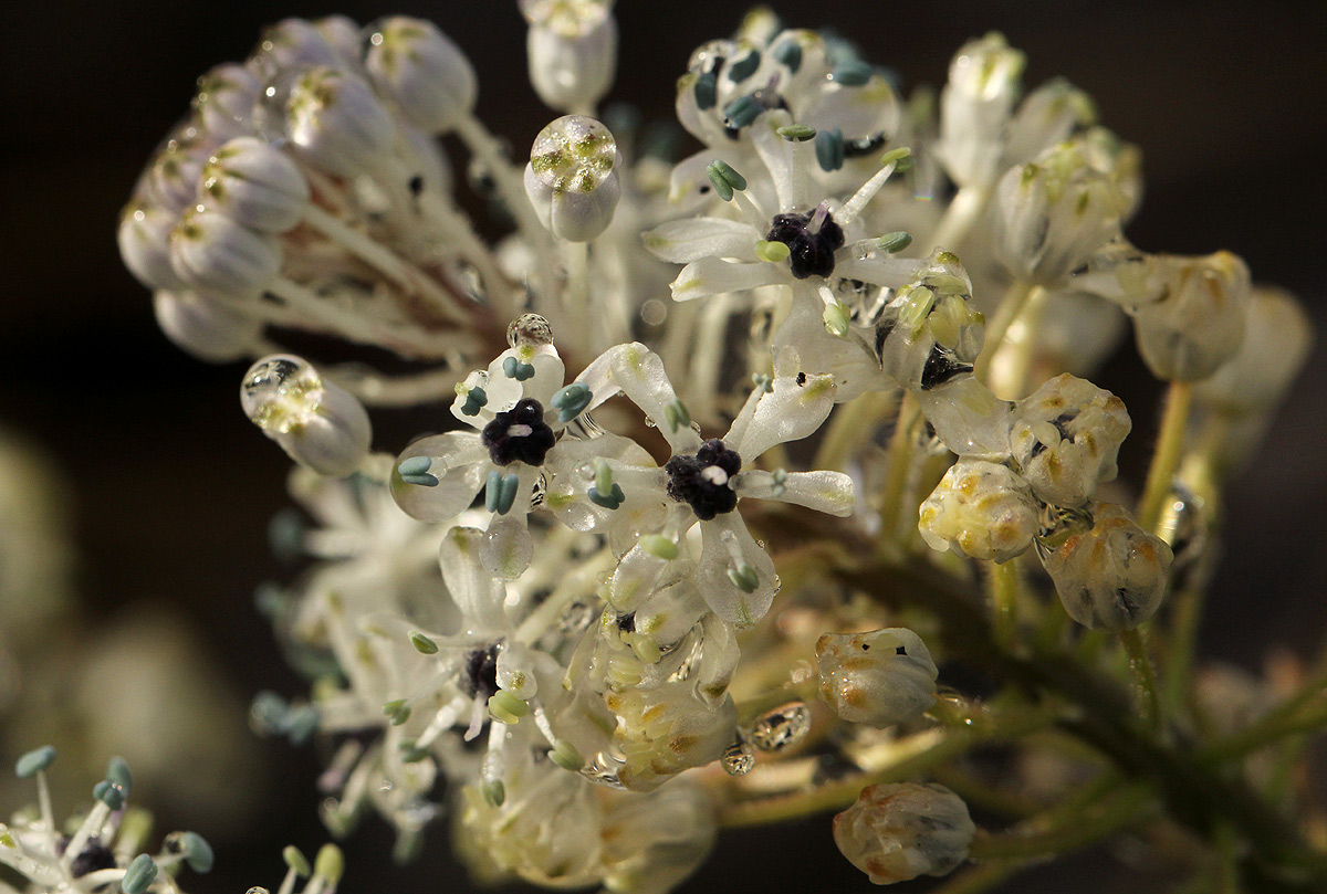 Schizocarphus nervosus Schizocarphus nervosus