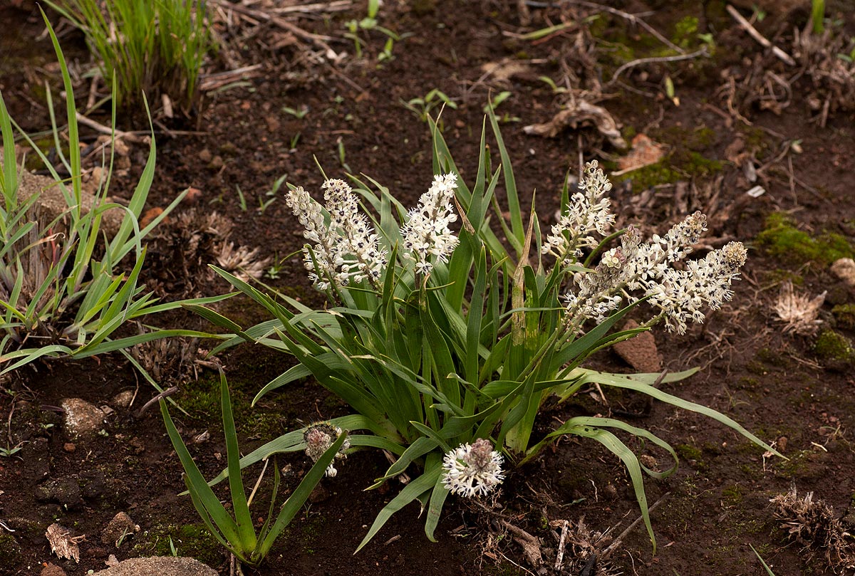 Schizocarphus nervosus Schizocarphus nervosus