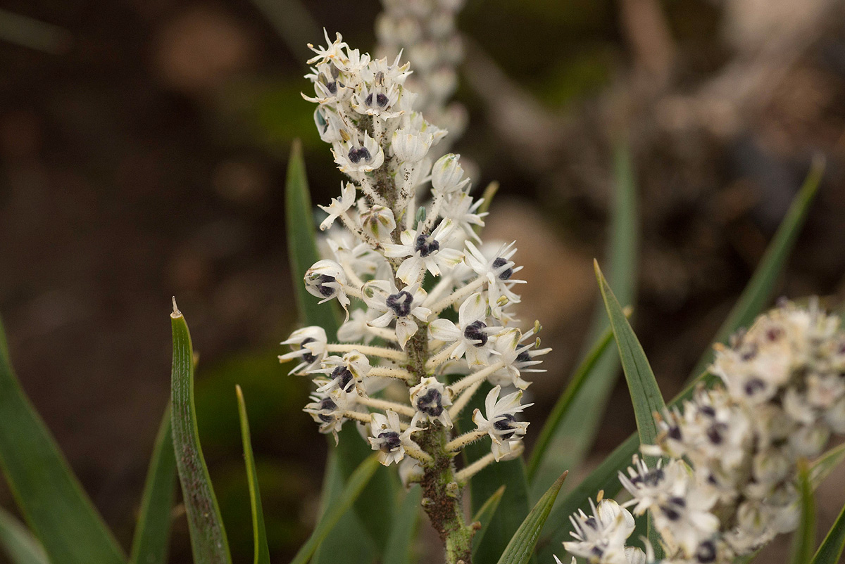 Schizocarphus nervosus Schizocarphus nervosus