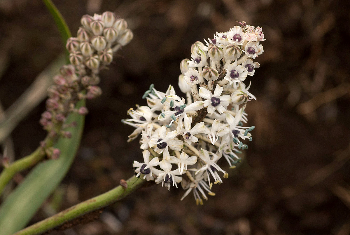 Schizocarphus nervosus Schizocarphus nervosus