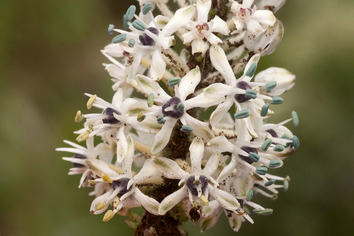 Schizocarphus nervosus Schizocarphus nervosus