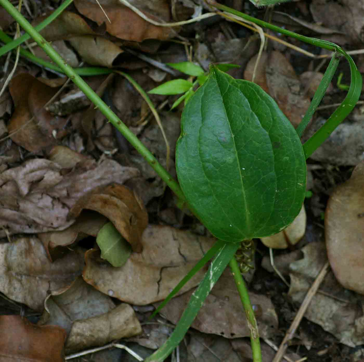 Smilax anceps Smilax anceps