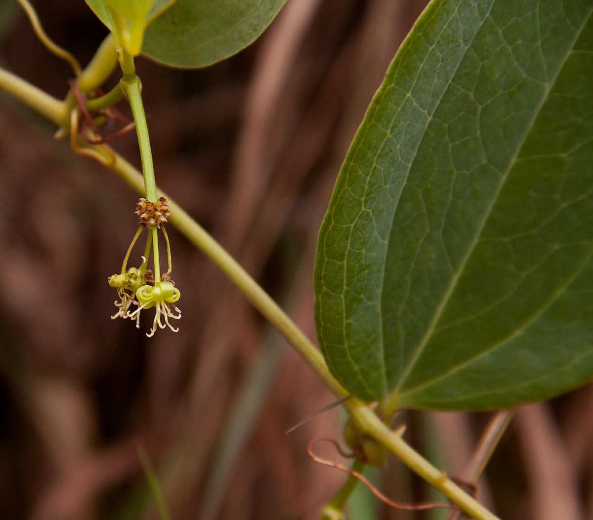 Smilax anceps Smilax anceps