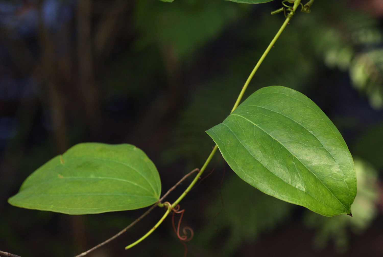 Smilax anceps Smilax anceps