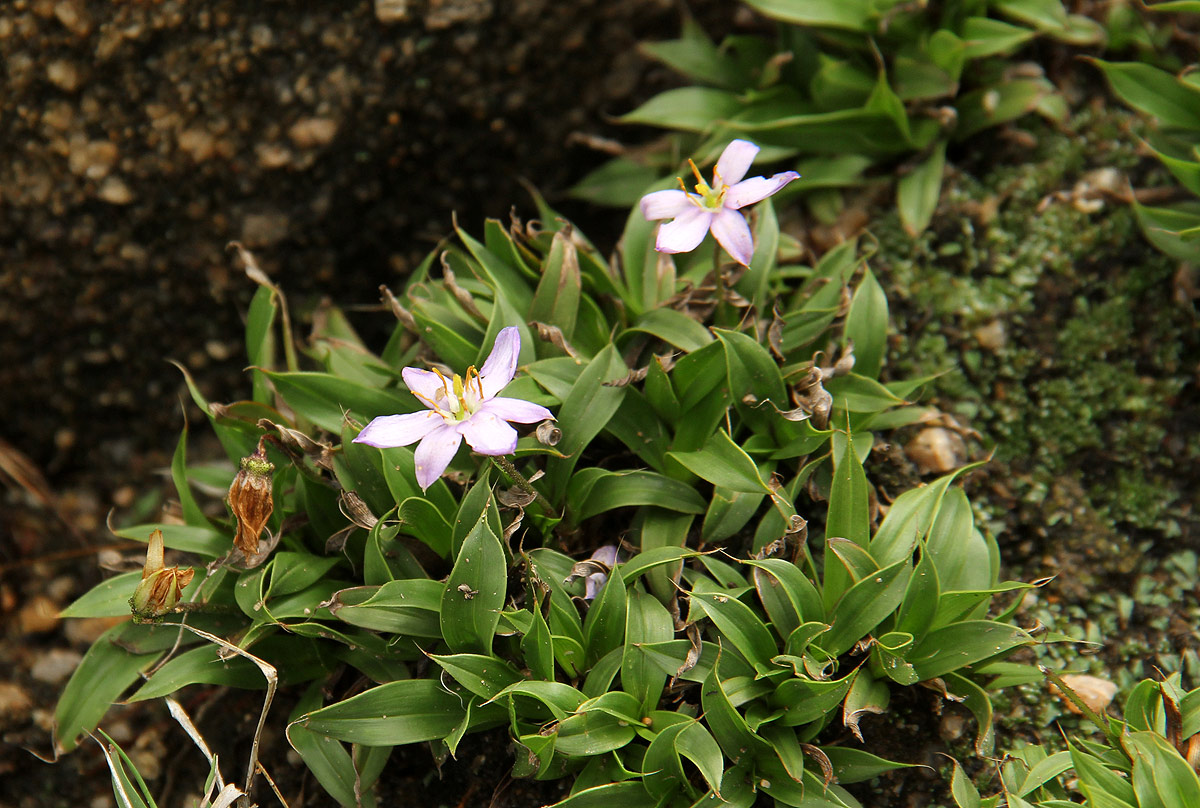 Xerophyta humilis Xerophyta humilis
