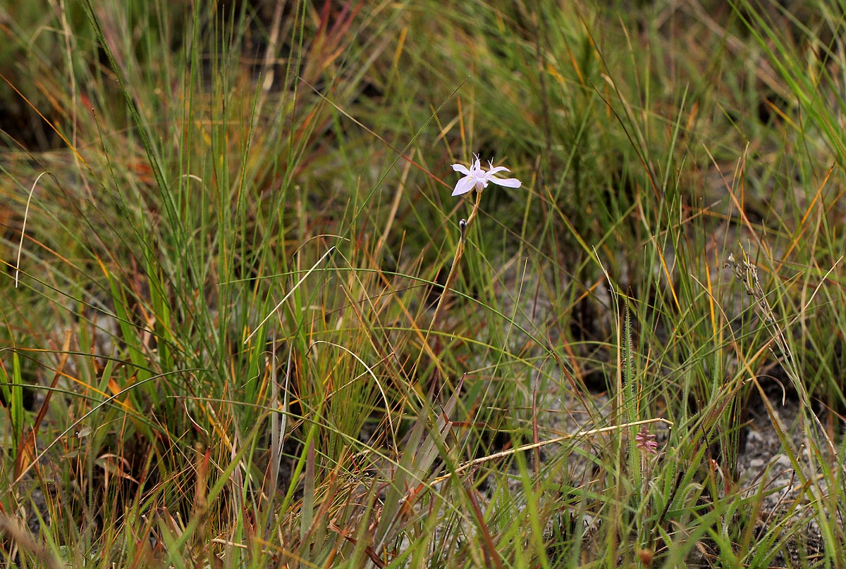 Moraea stricta Moraea stricta