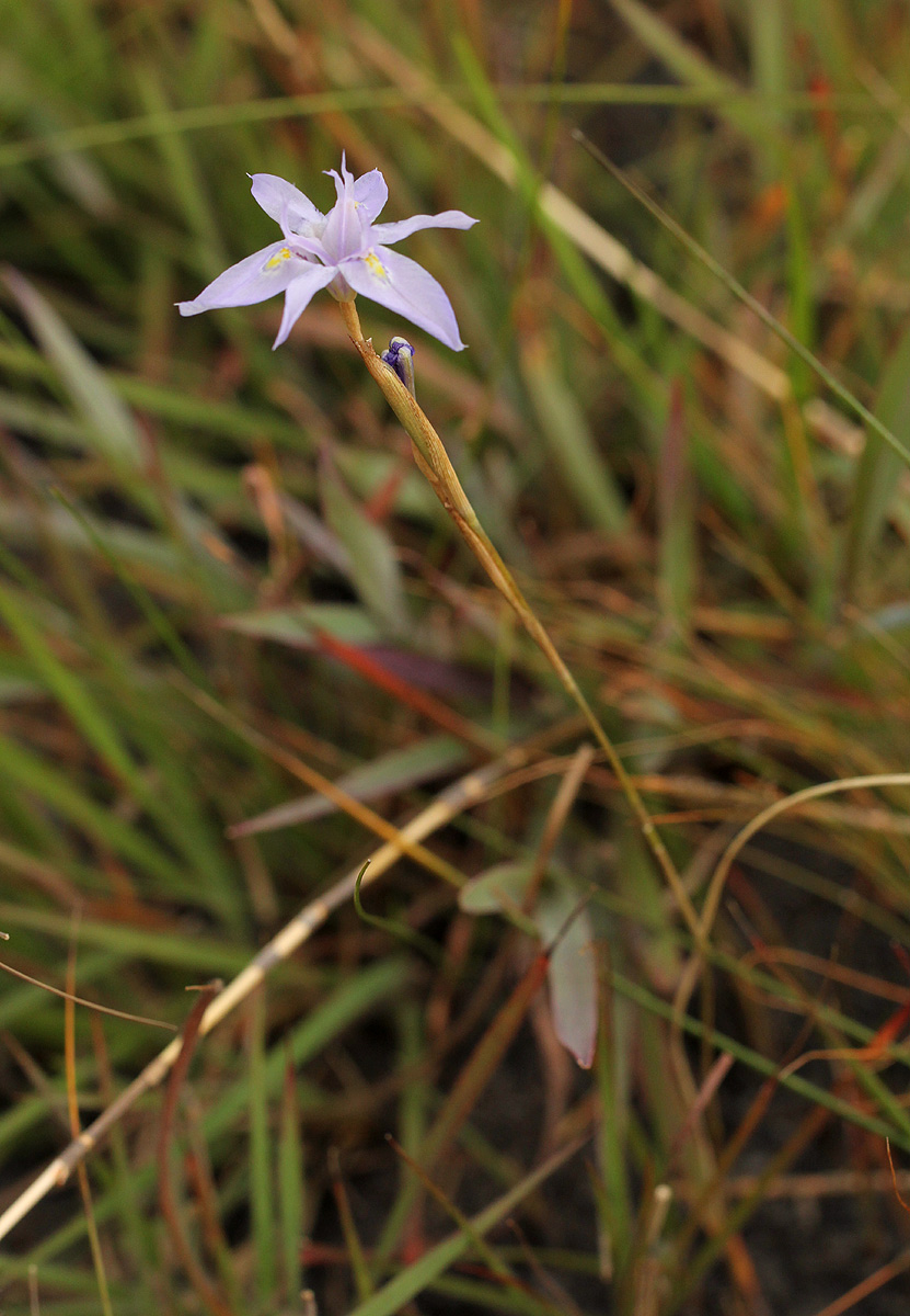 Moraea stricta Moraea stricta