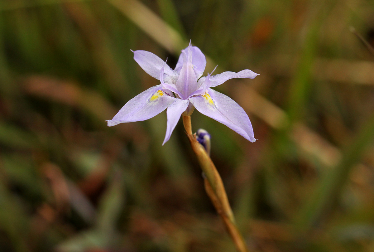 Moraea stricta Moraea stricta