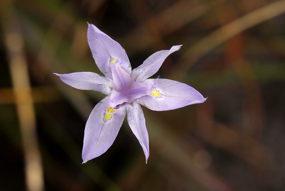 Moraea stricta Moraea stricta