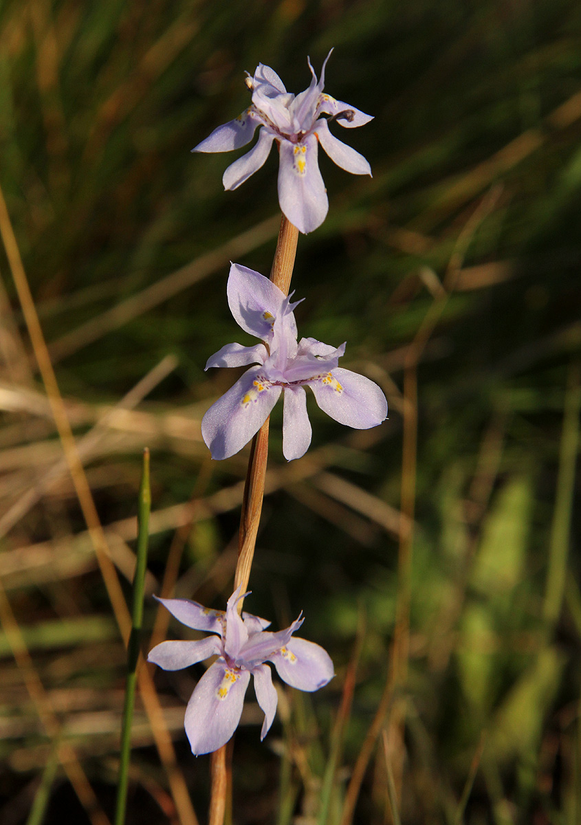 Moraea stricta Moraea stricta