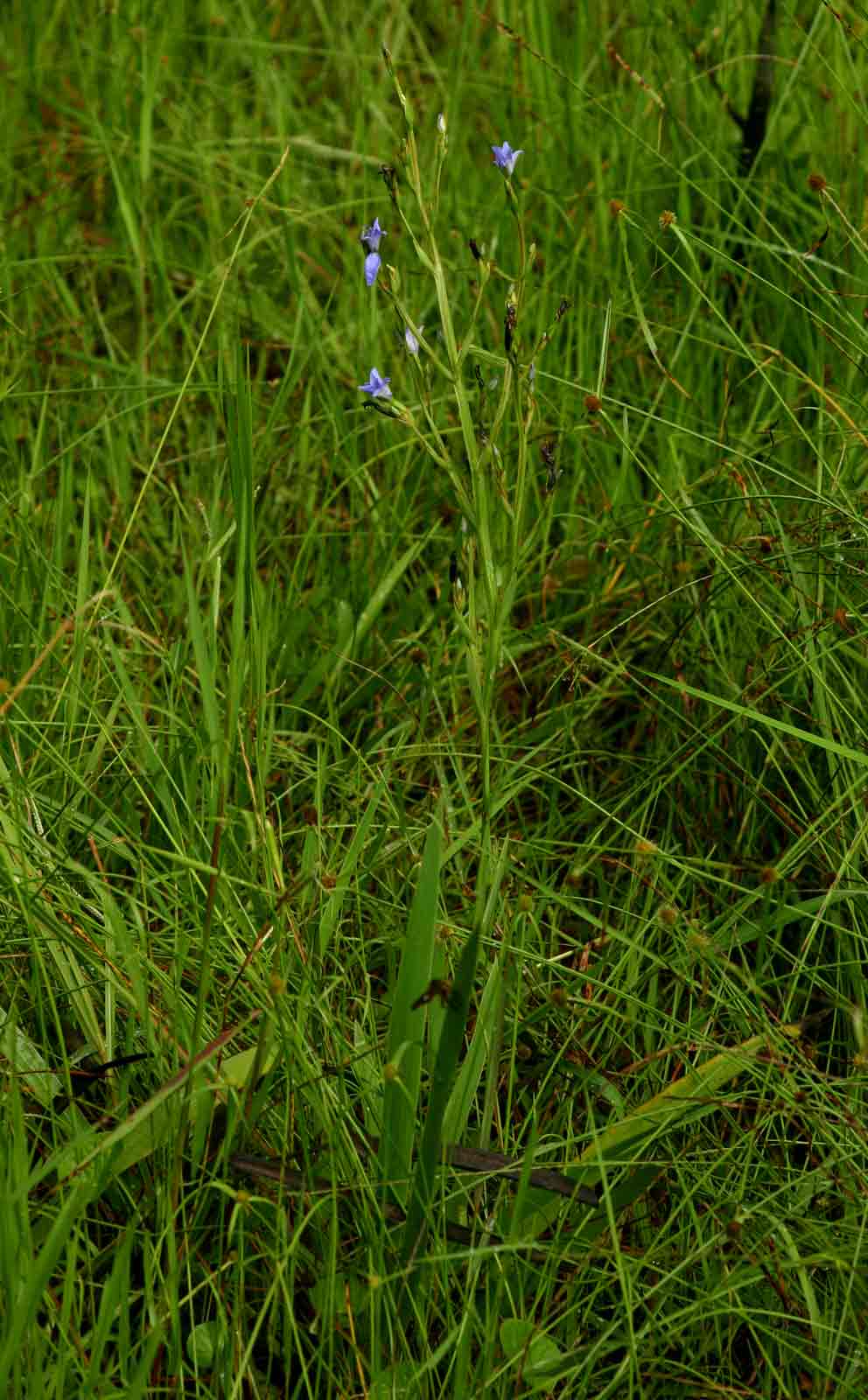Aristea angolensis Aristea angolensis
