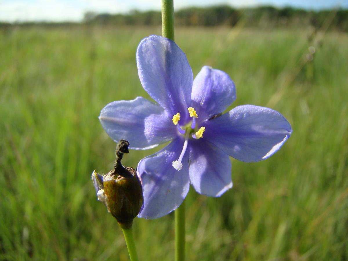 Aristea angolensis Aristea angolensis