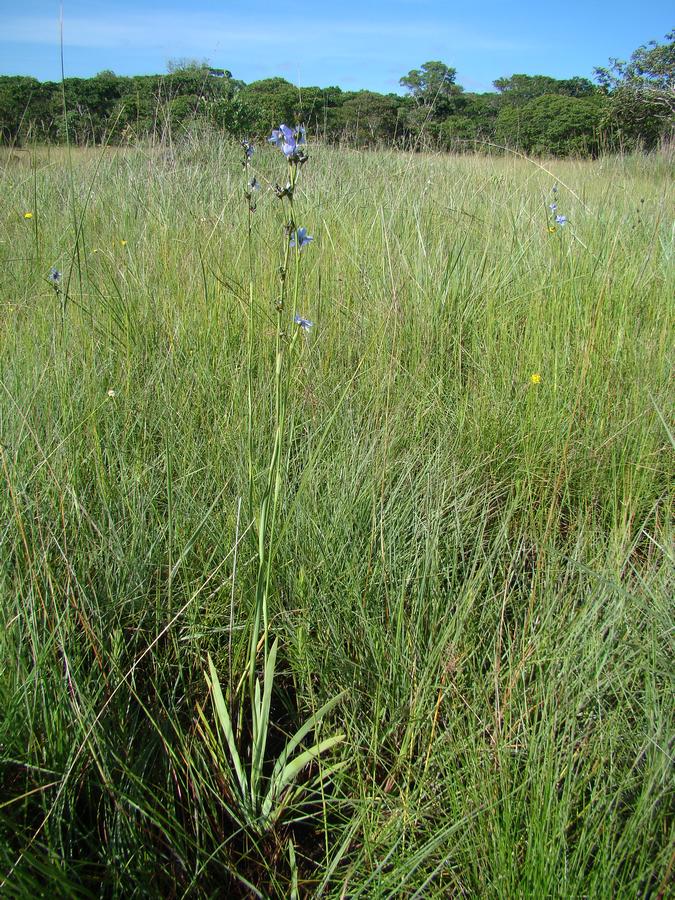 Aristea angolensis Aristea angolensis