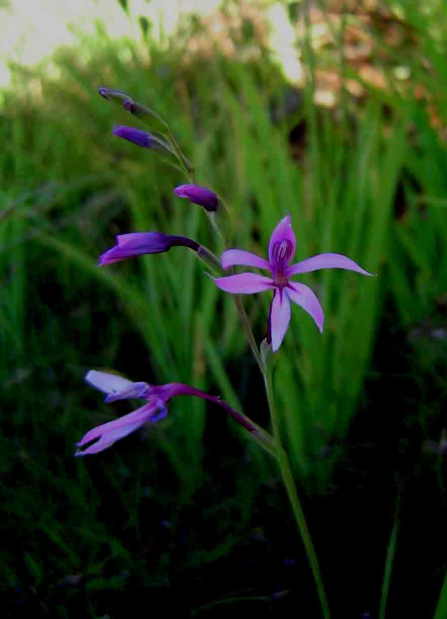 Radinosiphon leptostachya Radinosiphon leptostachya