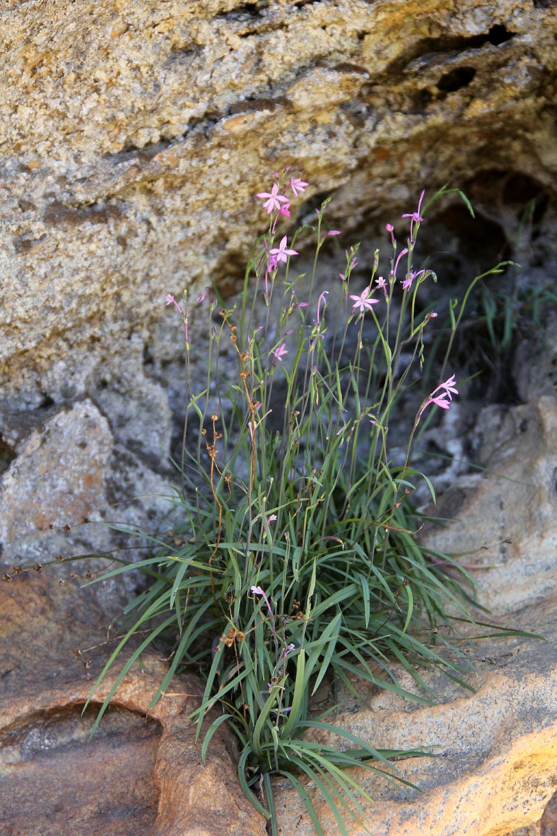 Radinosiphon leptostachya Radinosiphon leptostachya