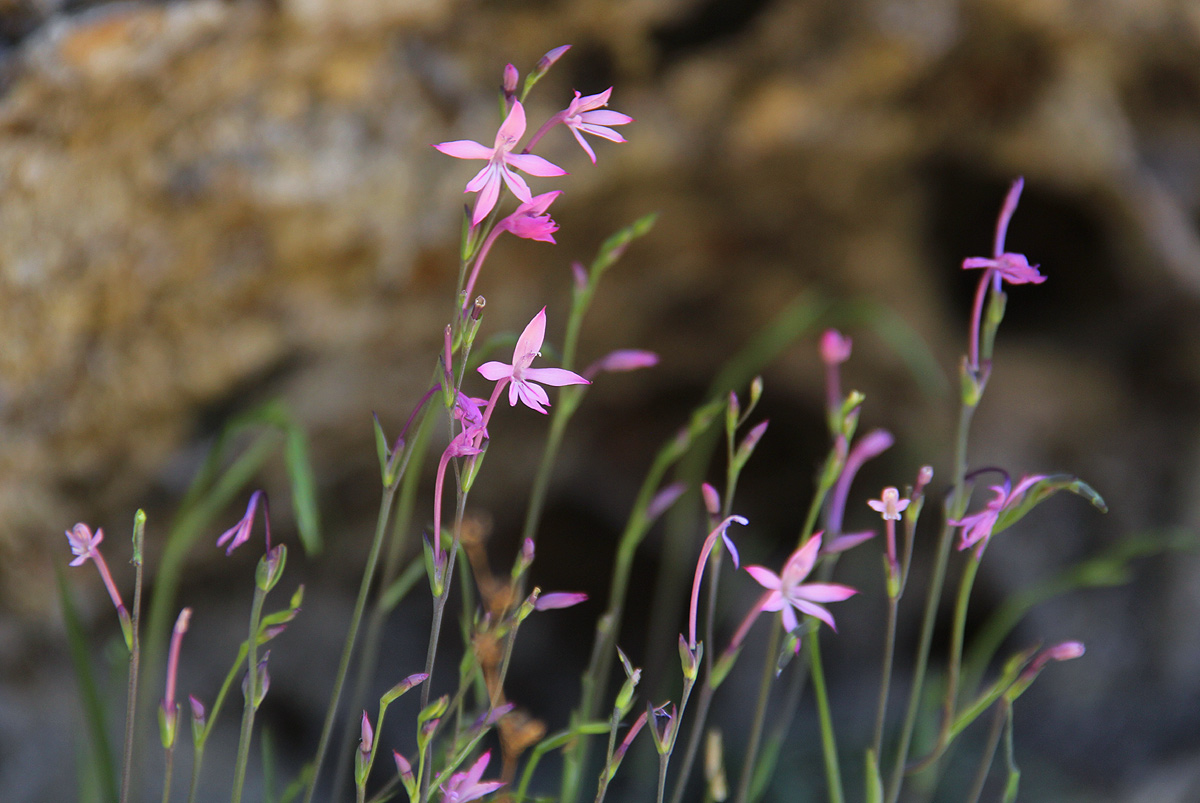 Radinosiphon leptostachya Radinosiphon leptostachya