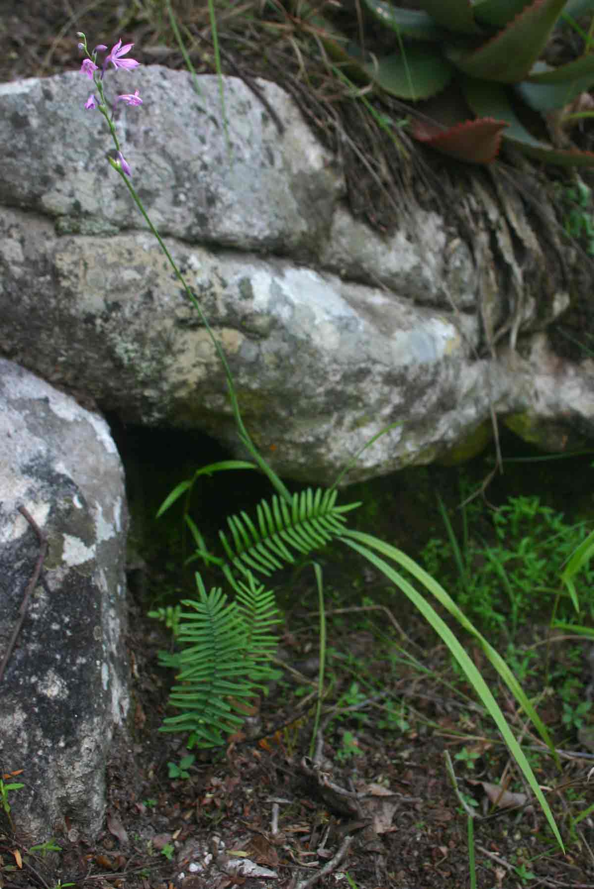 Radinosiphon leptostachya Radinosiphon leptostachya