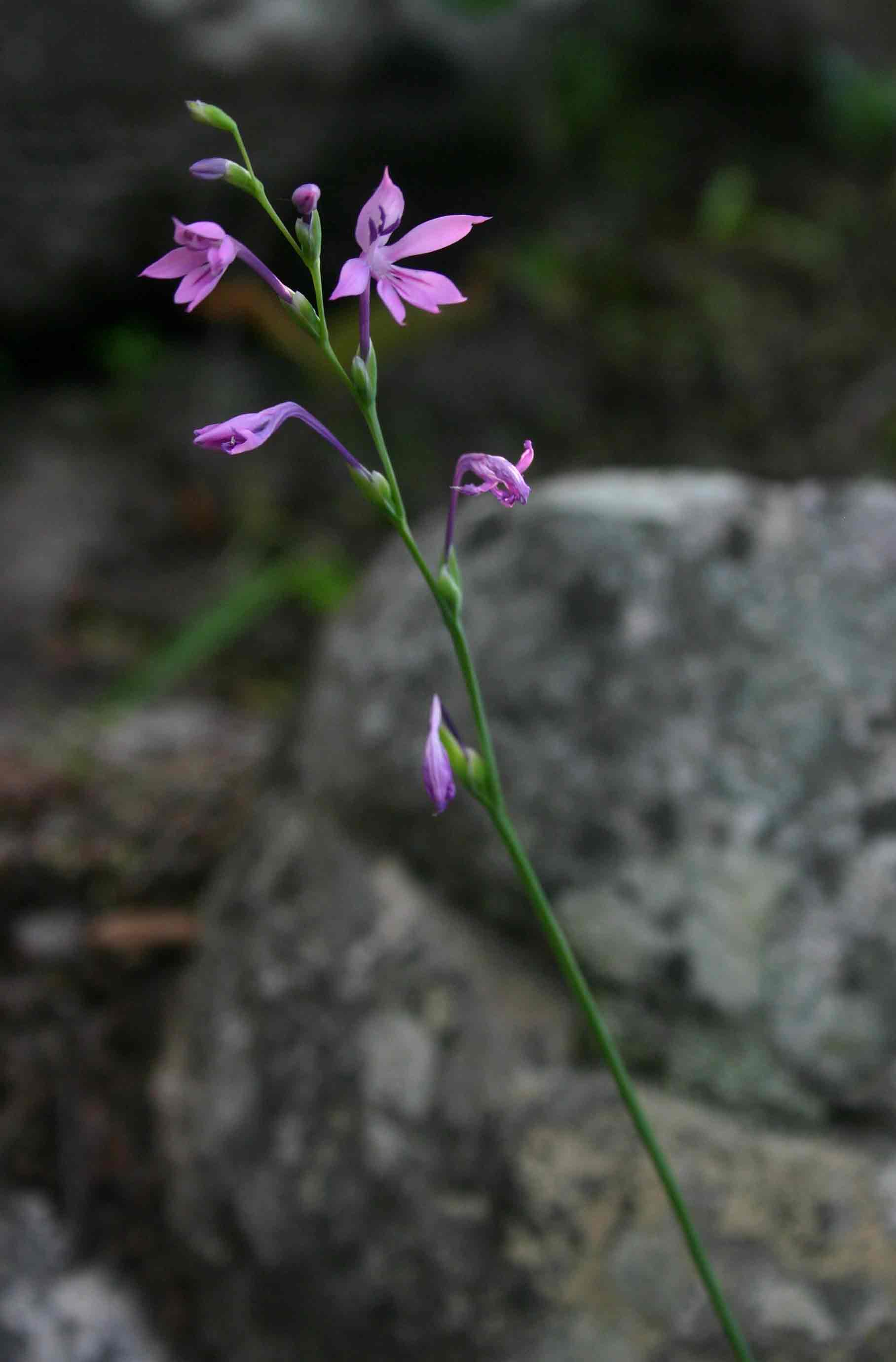 Radinosiphon leptostachya Radinosiphon leptostachya