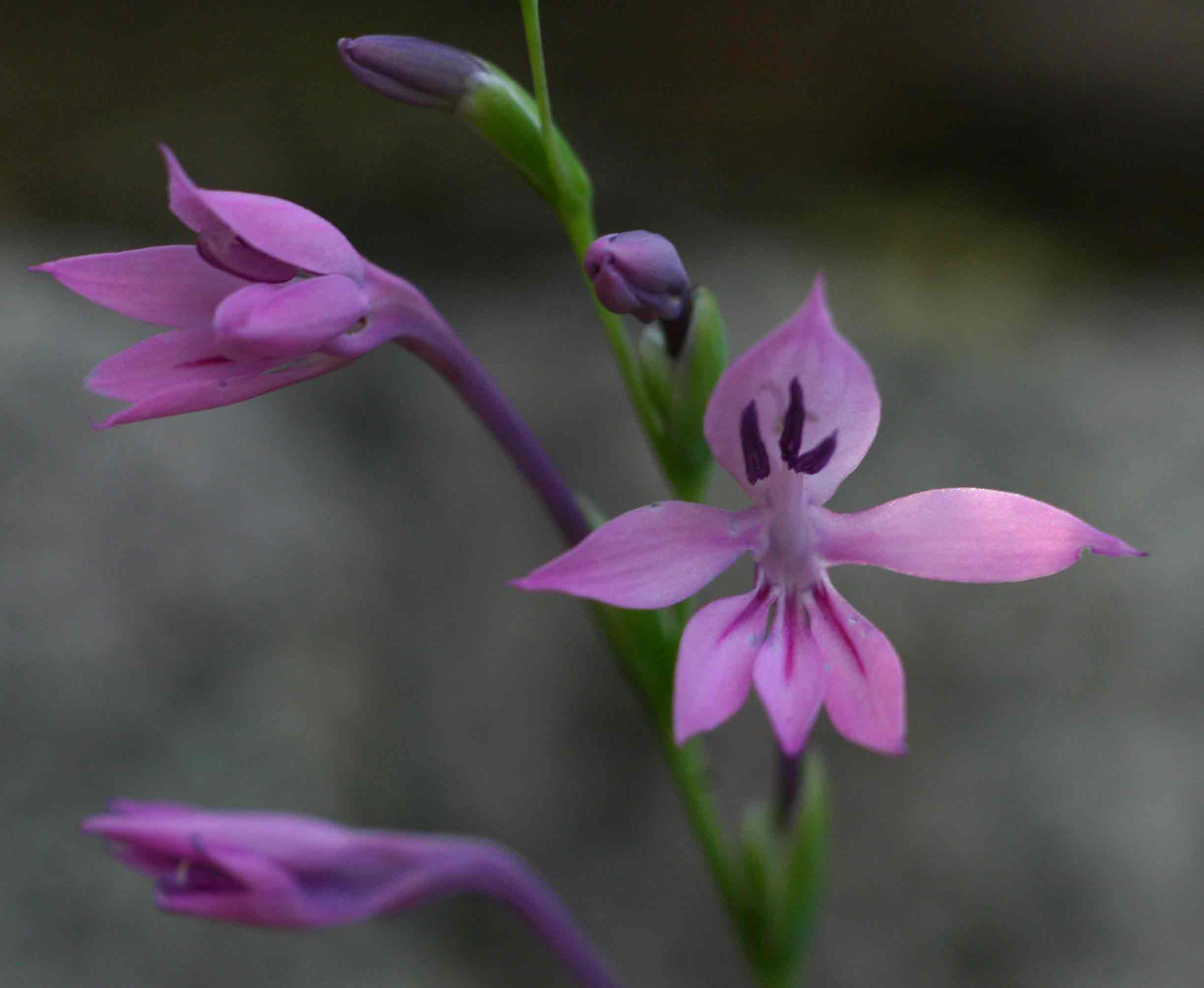Radinosiphon leptostachya Radinosiphon leptostachya
