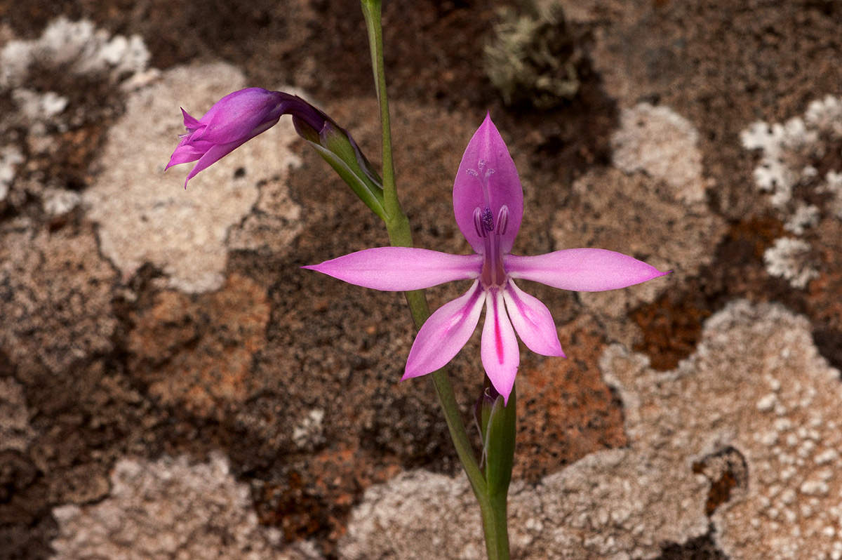 Radinosiphon leptostachya Radinosiphon leptostachya