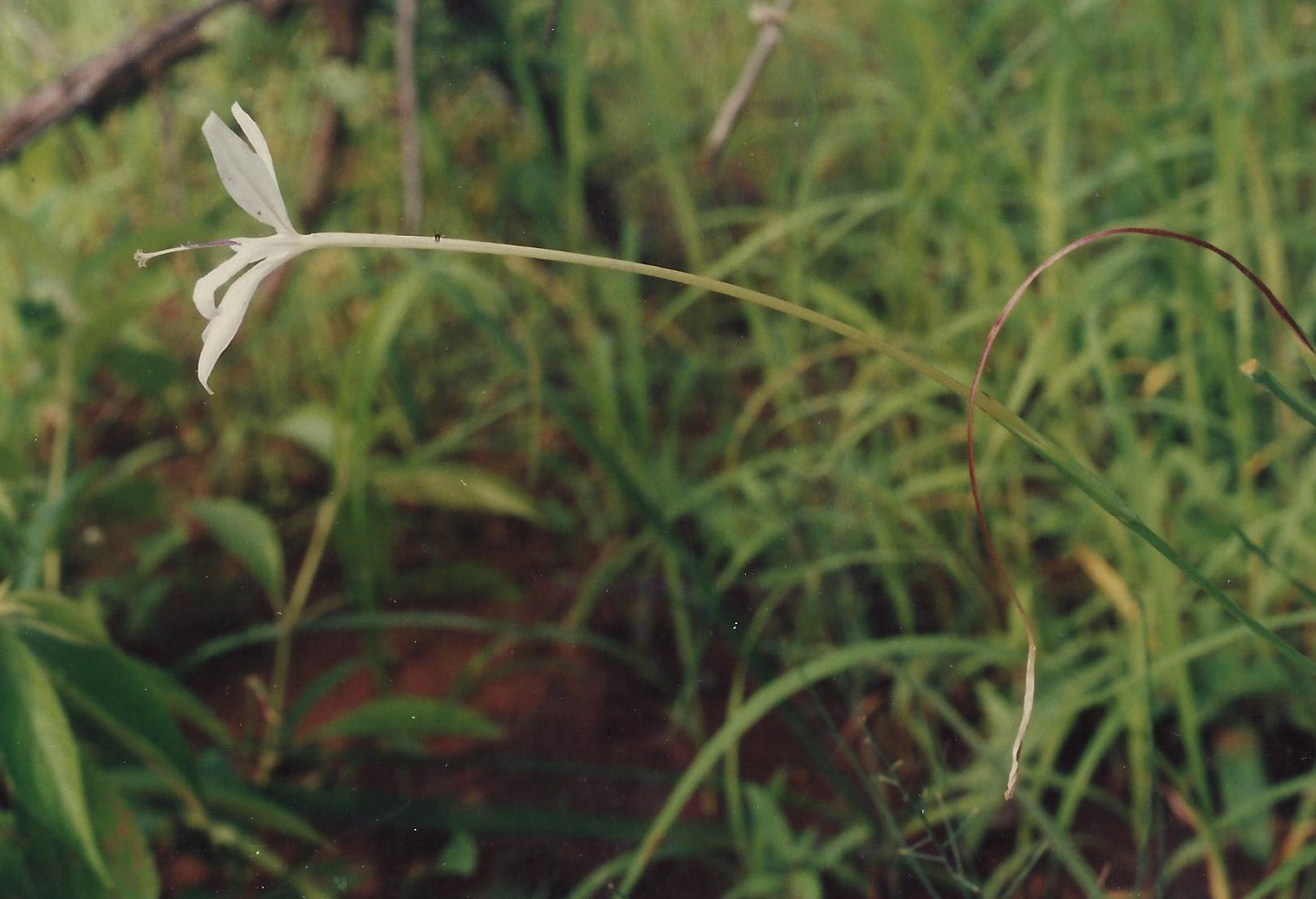 Afrosolen schimperi Afrosolen schimperi