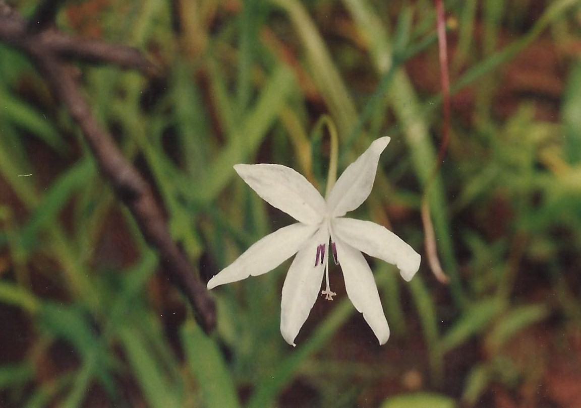 Afrosolen schimperi Afrosolen schimperi