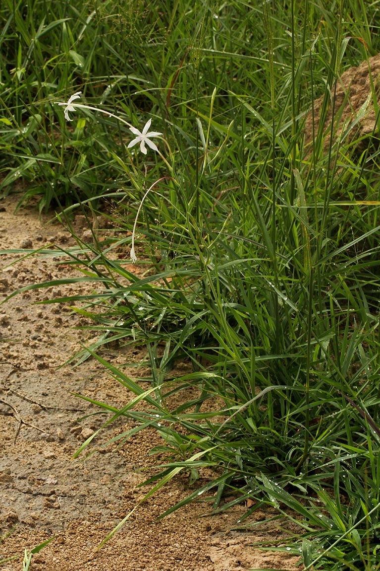 Afrosolen schimperi Afrosolen schimperi