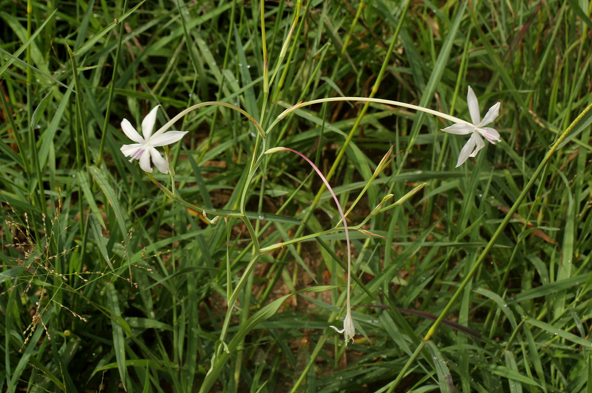 Afrosolen schimperi Afrosolen schimperi