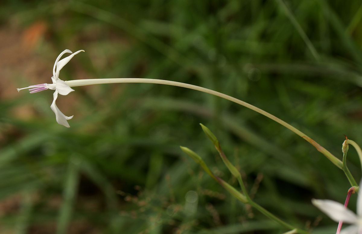 Afrosolen schimperi Afrosolen schimperi