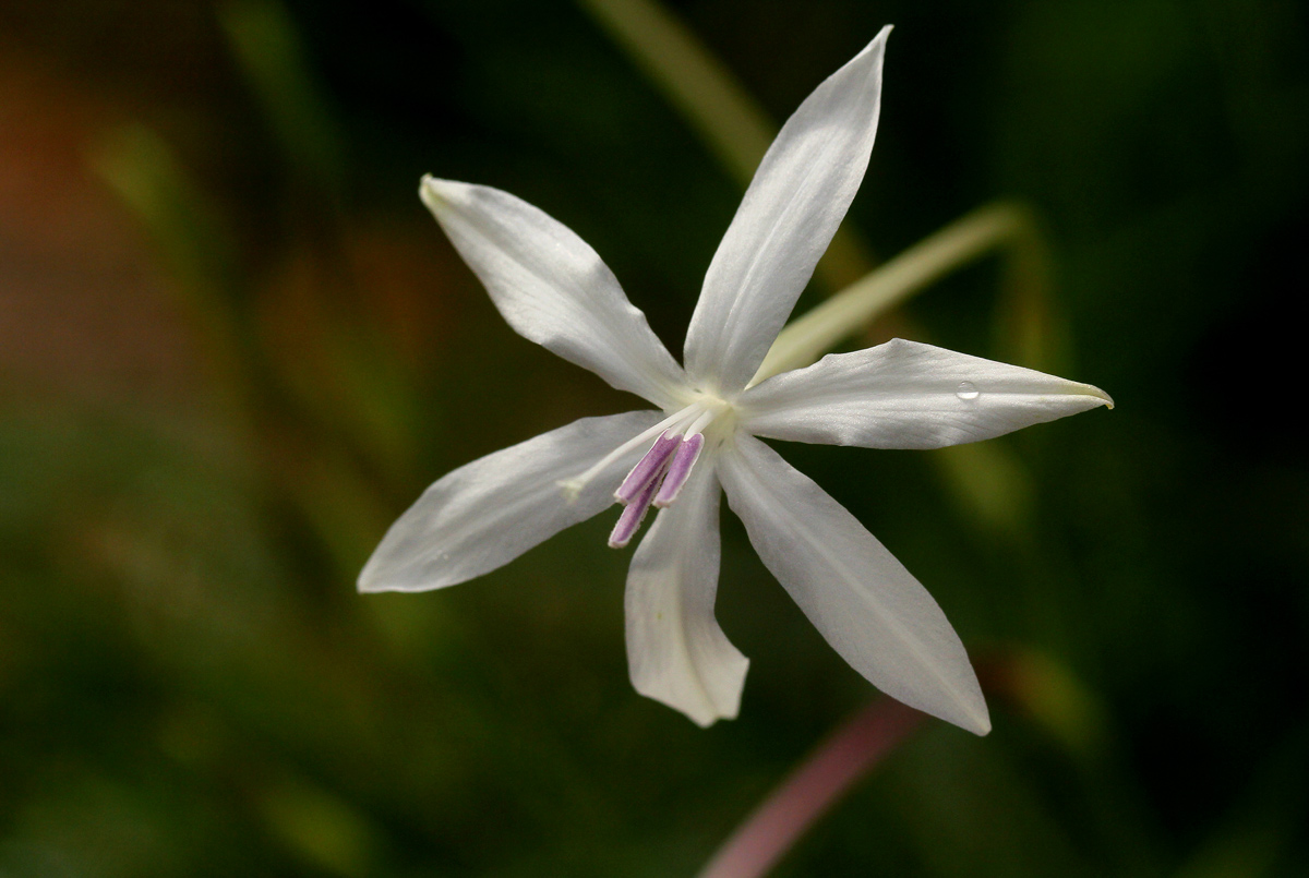 Afrosolen schimperi Afrosolen schimperi