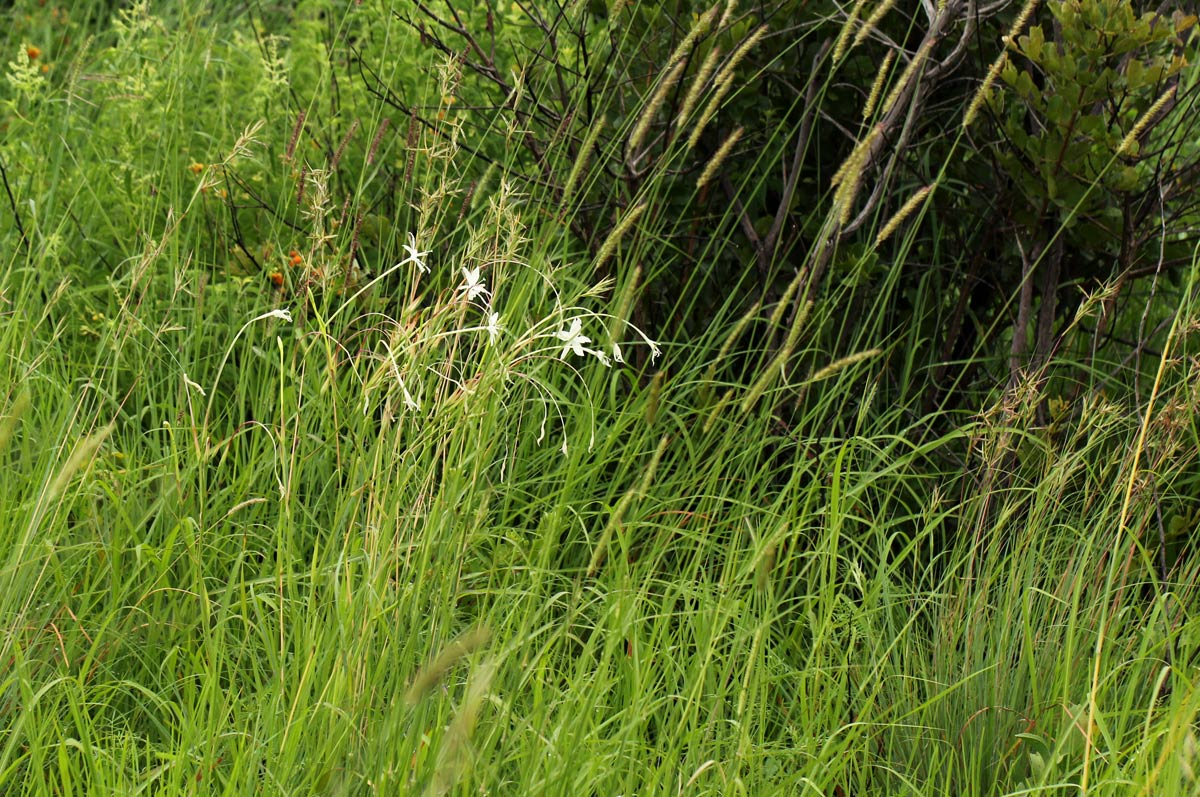 Afrosolen schimperi Afrosolen schimperi