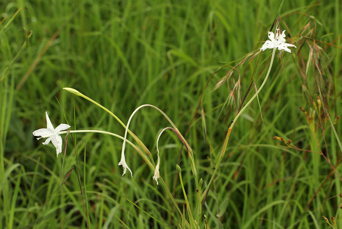 Afrosolen schimperi Afrosolen schimperi
