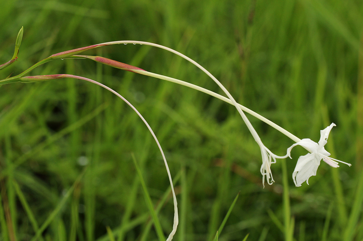 Afrosolen schimperi Afrosolen schimperi
