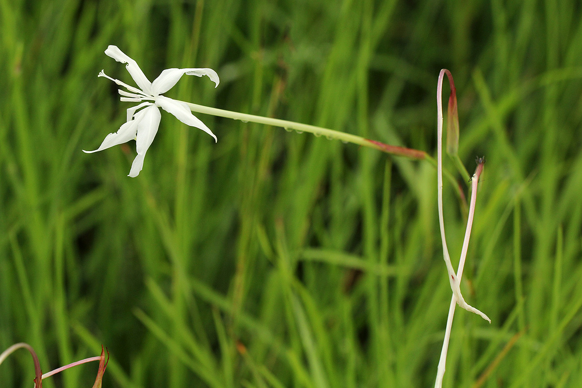 Afrosolen schimperi Afrosolen schimperi