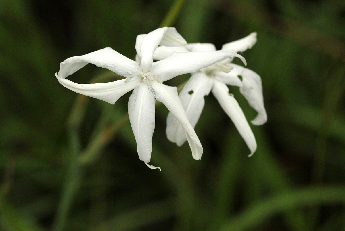 Afrosolen schimperi Afrosolen schimperi