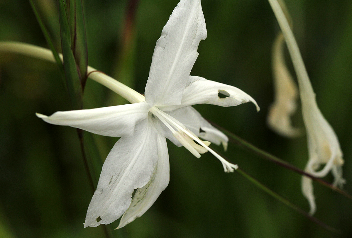 Afrosolen schimperi Afrosolen schimperi