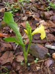 Siphonochilus kirkii - yellow-flowered form