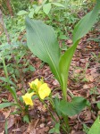 Siphonochilus kirkii - yellow-flowered form