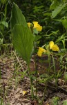 Siphonochilus kirkii - yellow-flowered form