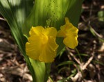 Siphonochilus kirkii - yellow-flowered form