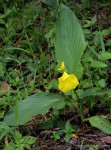 Siphonochilus kirkii - yellow-flowered form