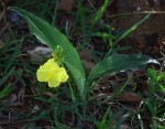 Siphonochilus kirkii - yellow-flowered form