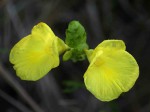 Siphonochilus kirkii - yellow-flowered form