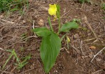 Siphonochilus kirkii - yellow-flowered form