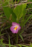 Siphonochilus kirkii