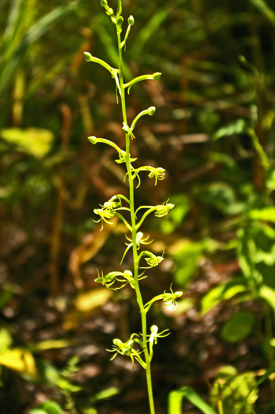 Habenaria malacophylla Habenaria malacophylla