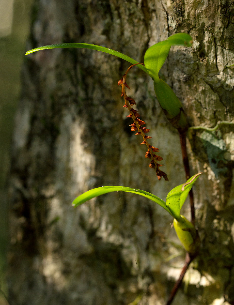 Bulbophyllum fuscum var. melinostachyum Bulbophyllum fuscum var. melinostachyum