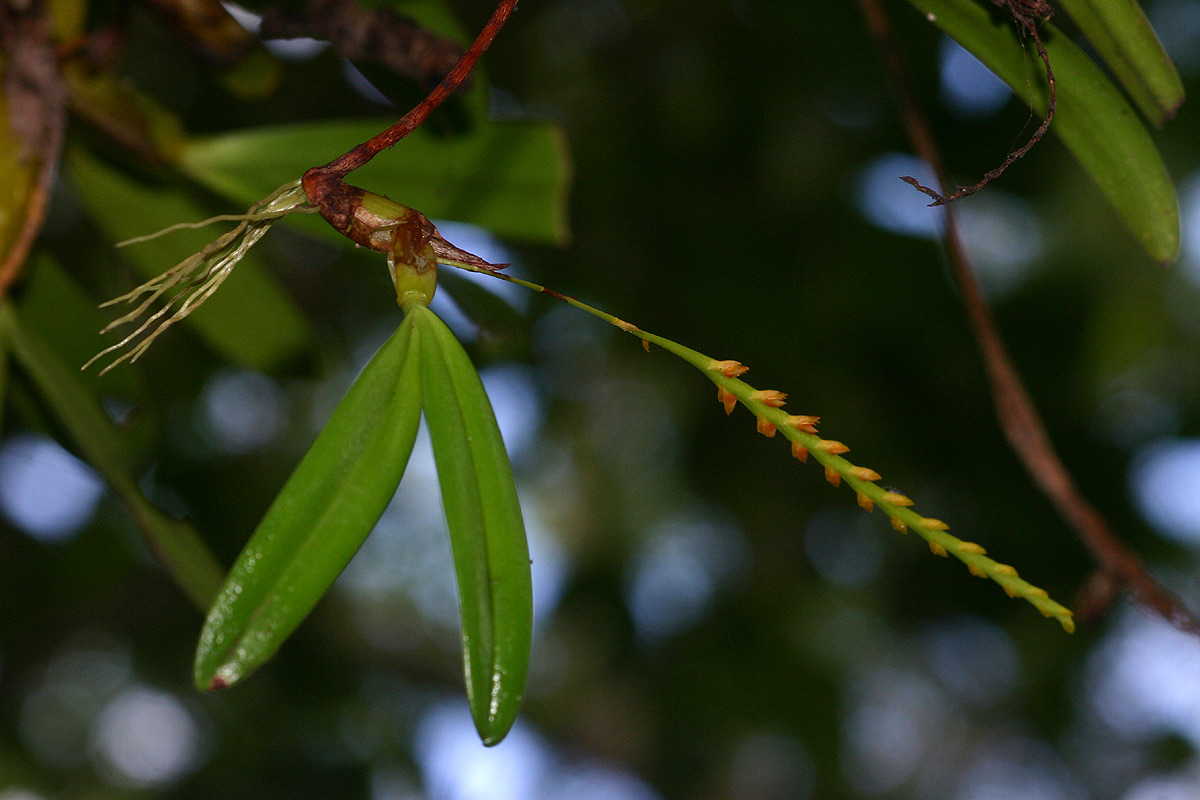Bulbophyllum fuscum var. melinostachyum Bulbophyllum fuscum var. melinostachyum