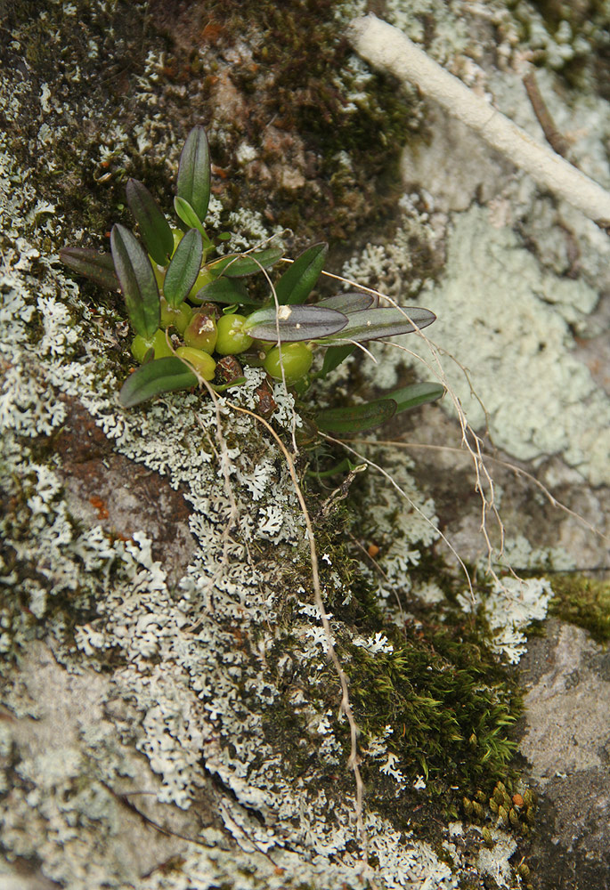 Bulbophyllum intertextum Bulbophyllum intertextum